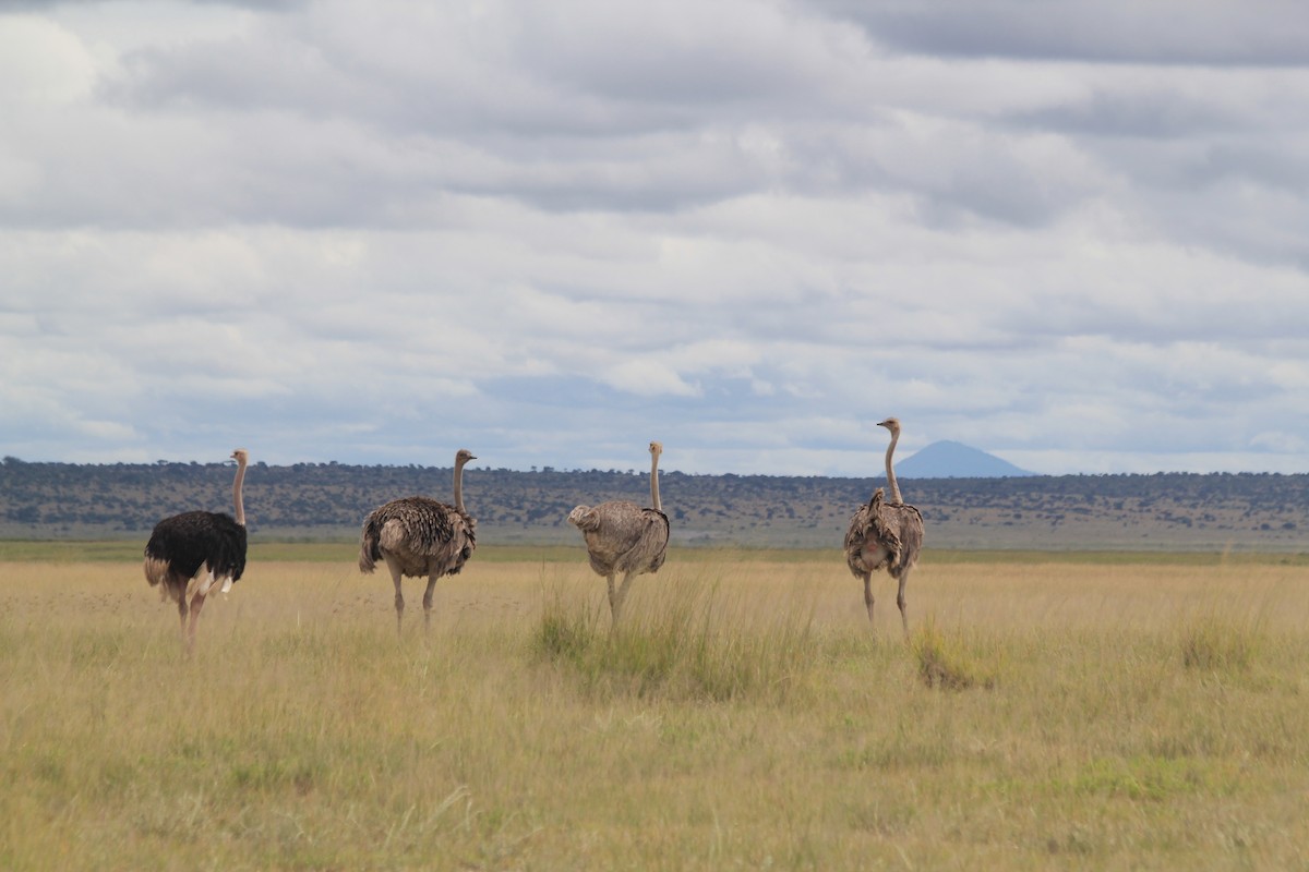 Common Ostrich - ML641898959