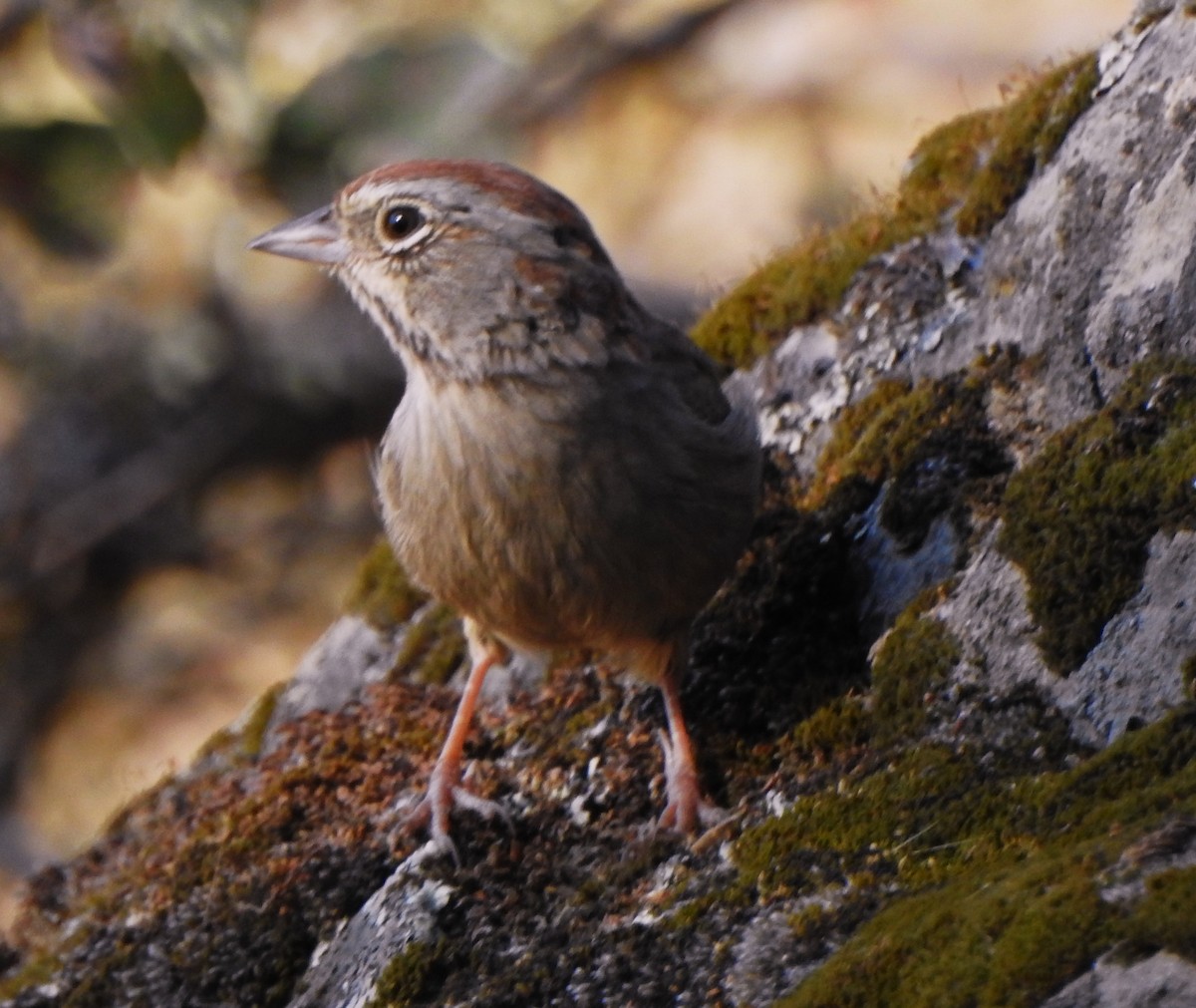 Rufous-crowned Sparrow - ML641898961