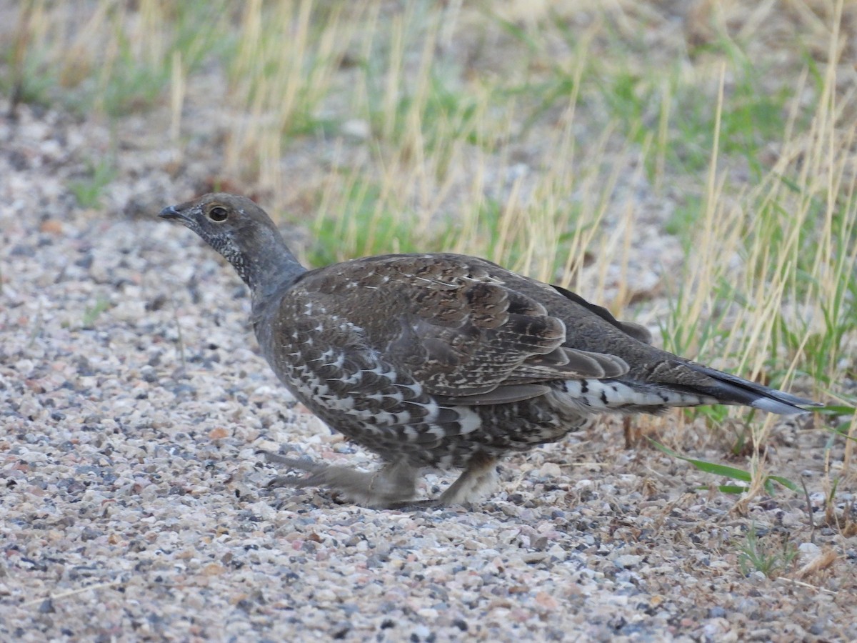 Dusky Grouse - ML641898972