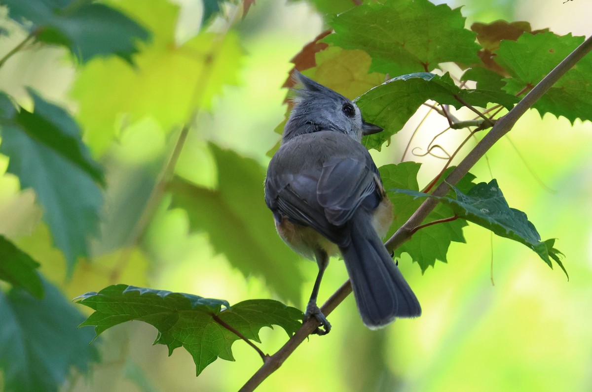 Tufted Titmouse - ML641898977