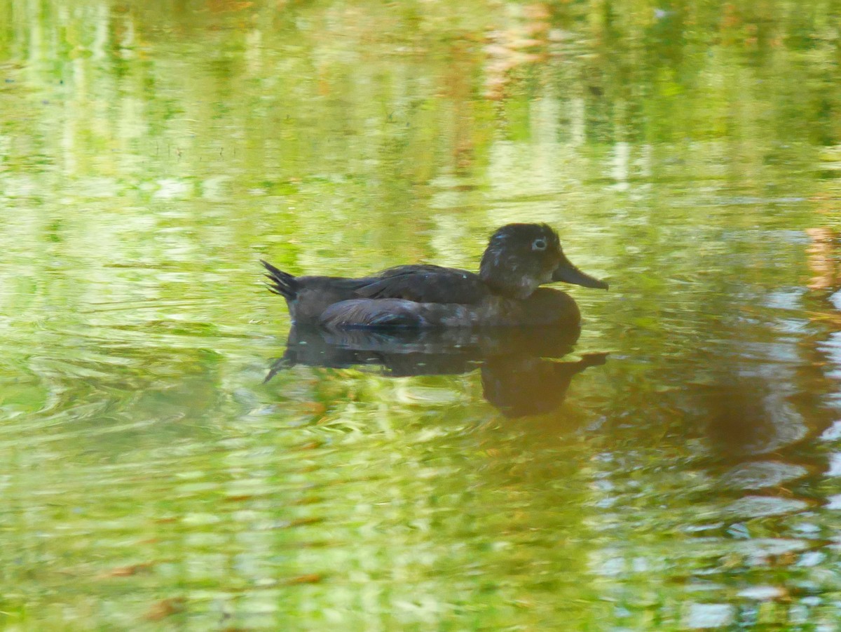 Canard branchu - ML641898978