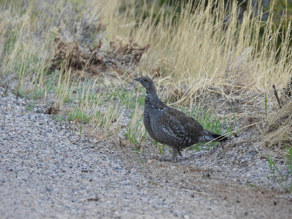 Dusky Grouse - ML641898979