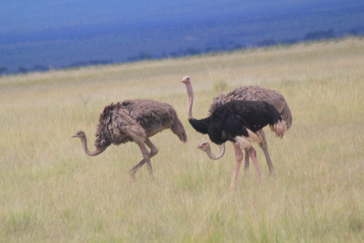 Common Ostrich - ML641898980