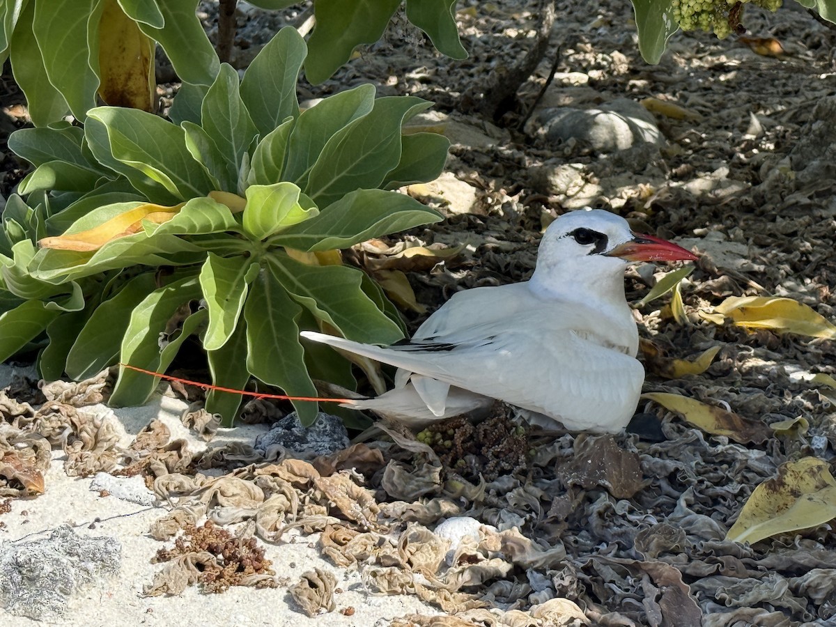 Red-tailed Tropicbird - ML641898992