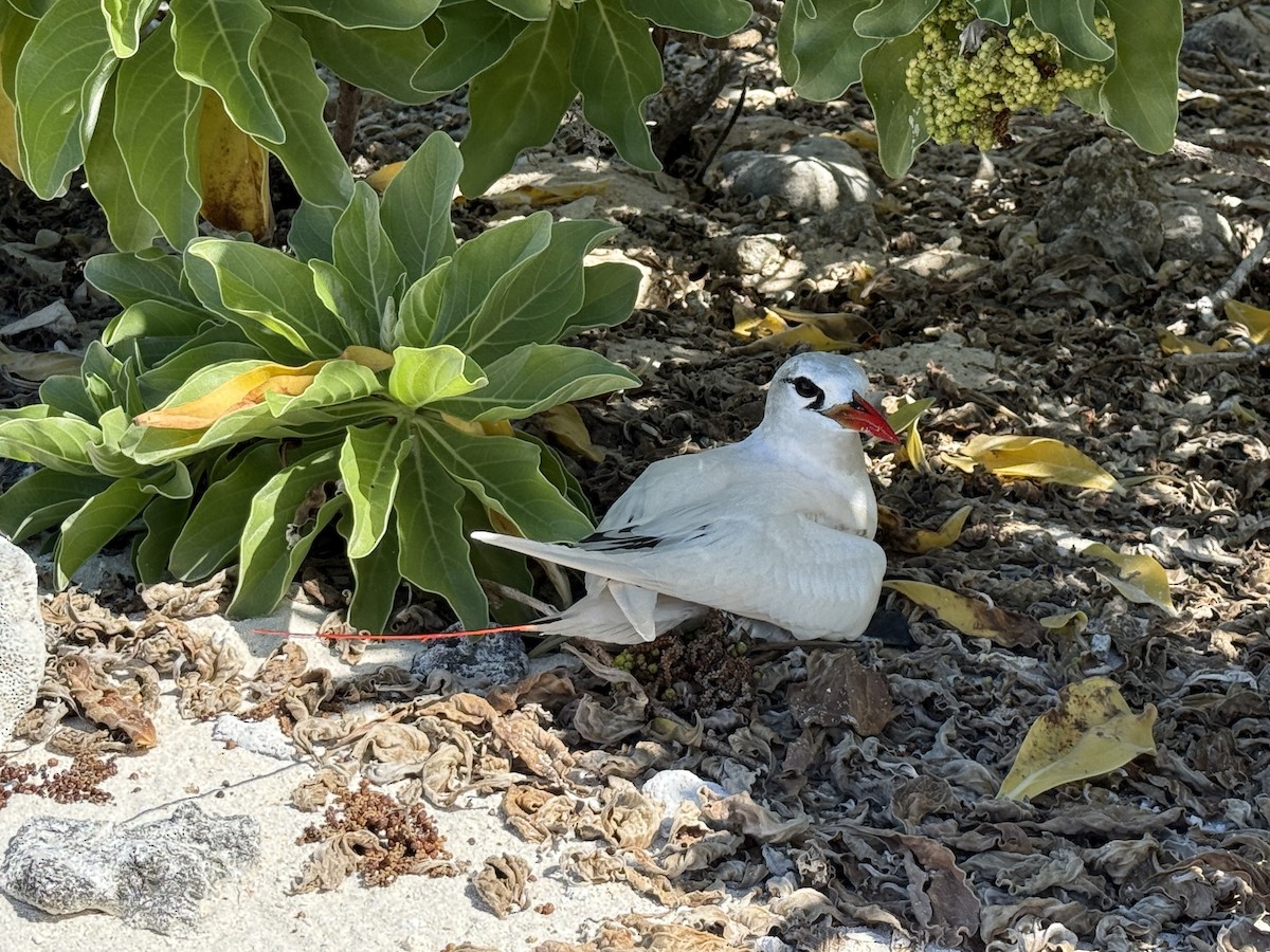 Red-tailed Tropicbird - ML641898993