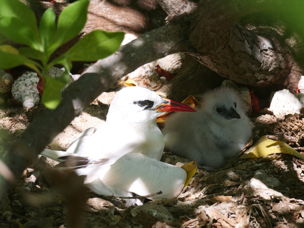 Red-tailed Tropicbird - ML641898994