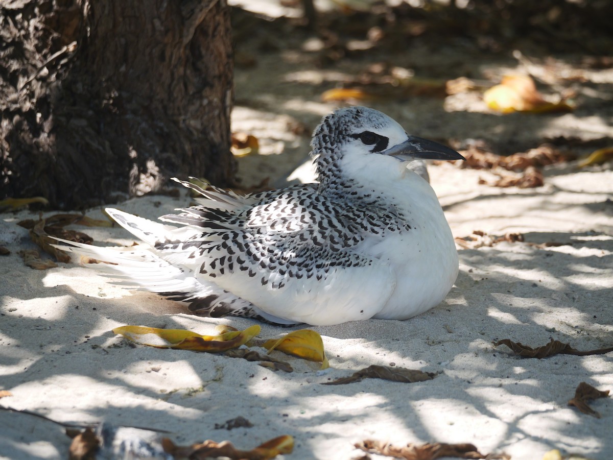 Red-tailed Tropicbird - ML641898995