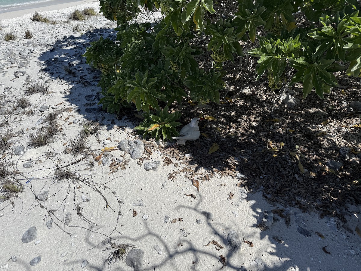 Red-tailed Tropicbird - ML641898996
