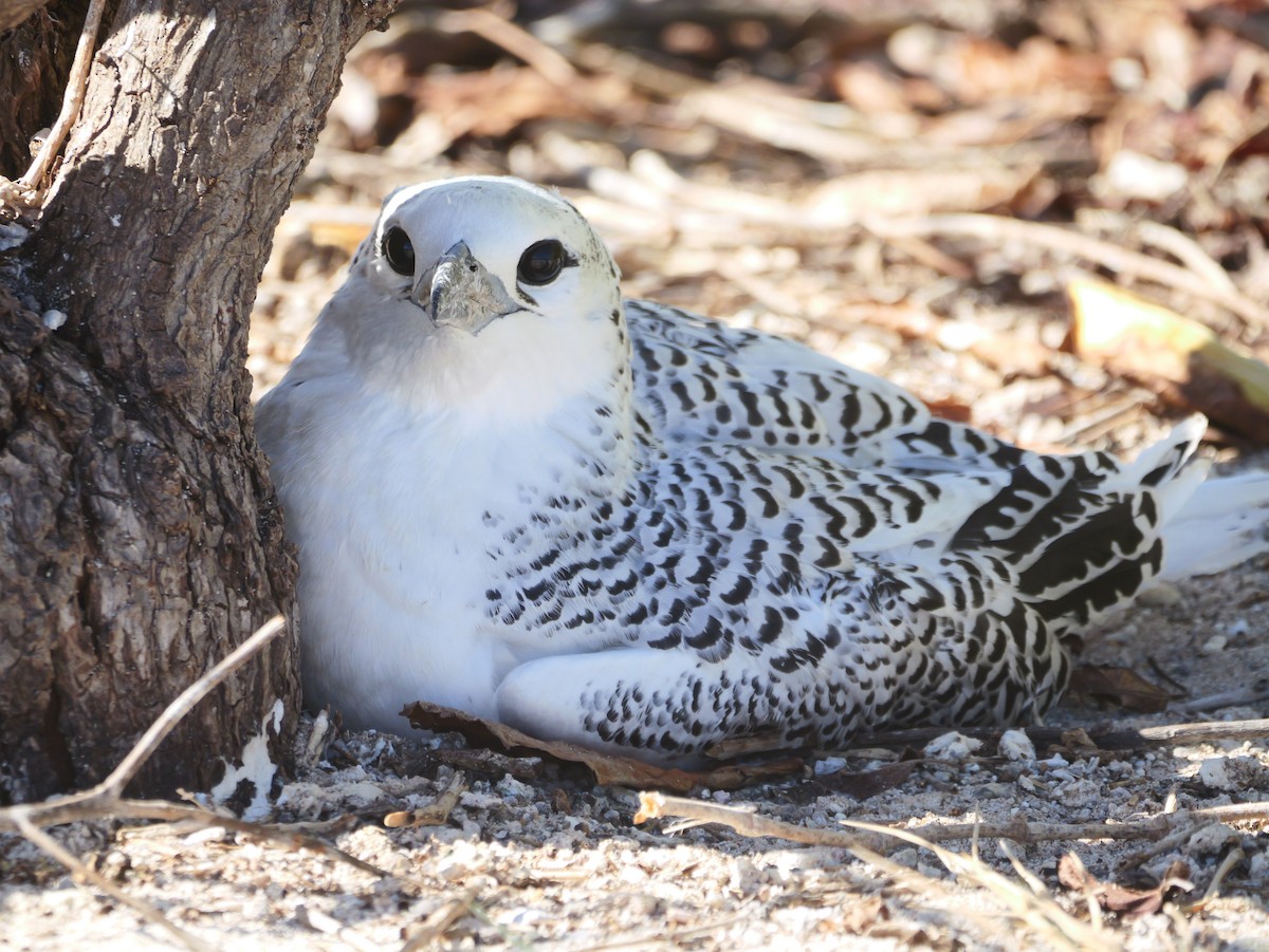 Red-tailed Tropicbird - ML641898997