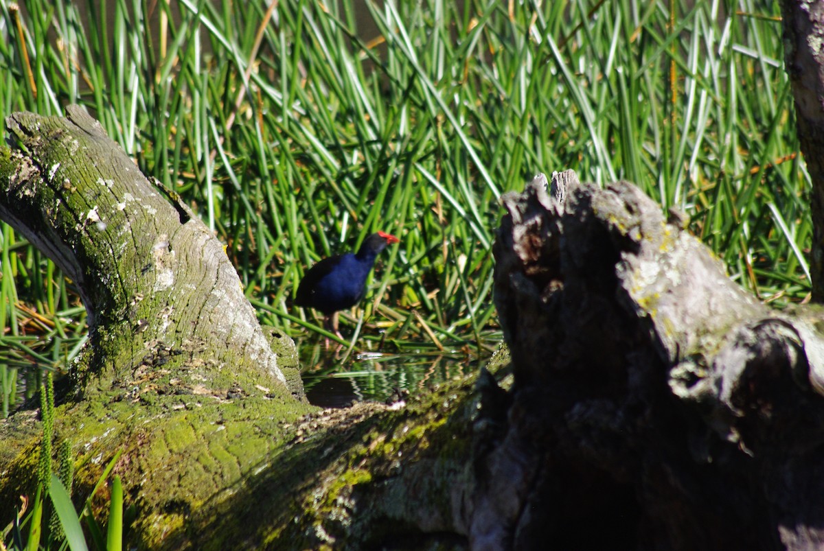 Australasian Swamphen - ML641899007