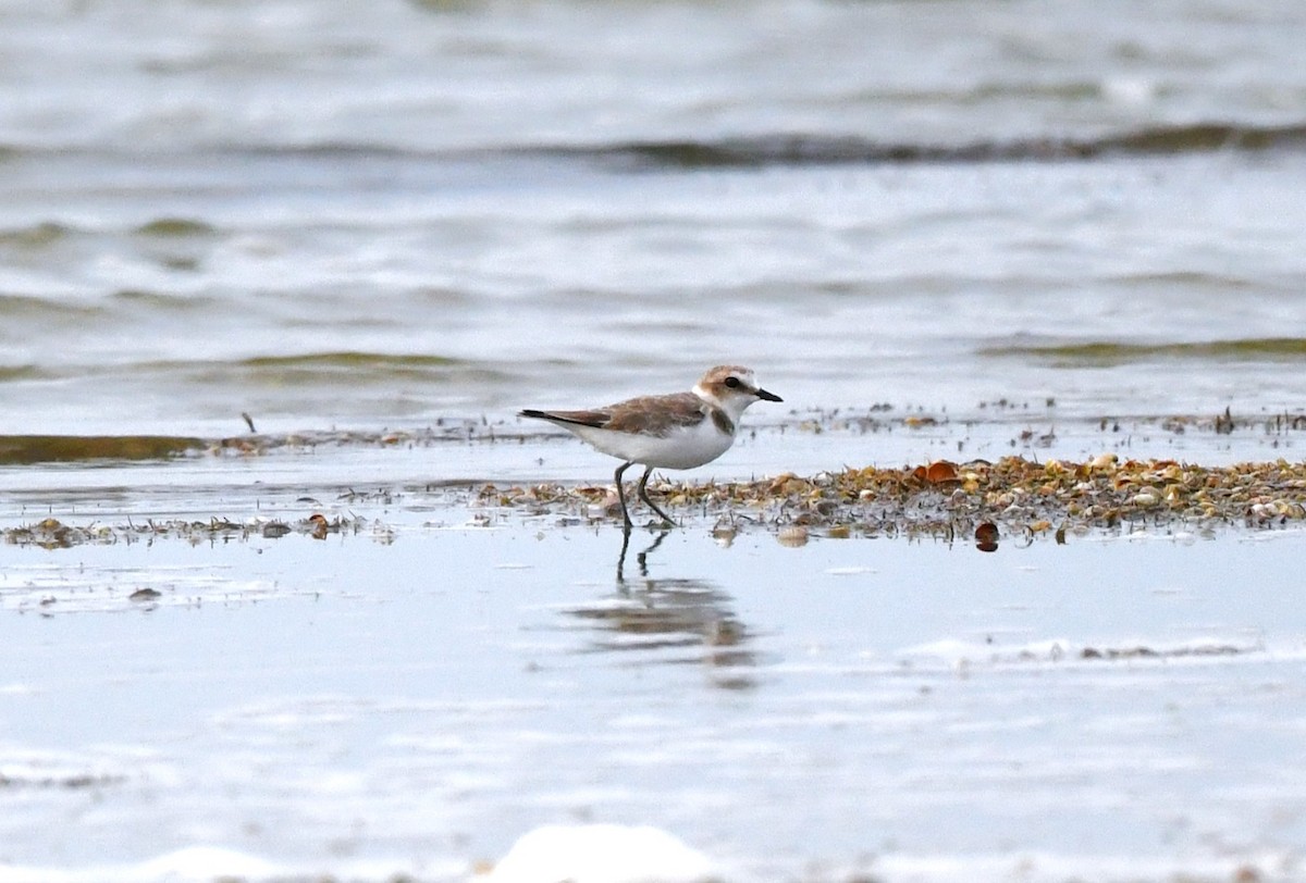 kulík mořský - ML641899011