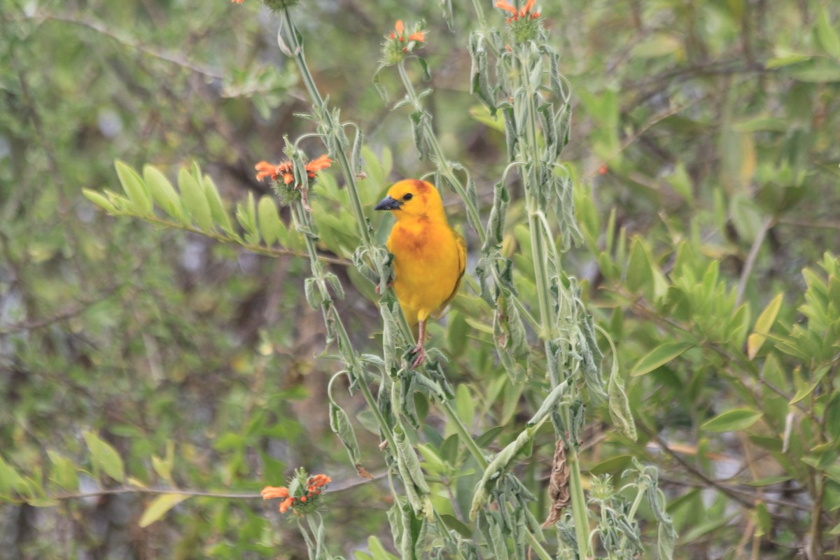 Taveta Golden-Weaver - ML641899012