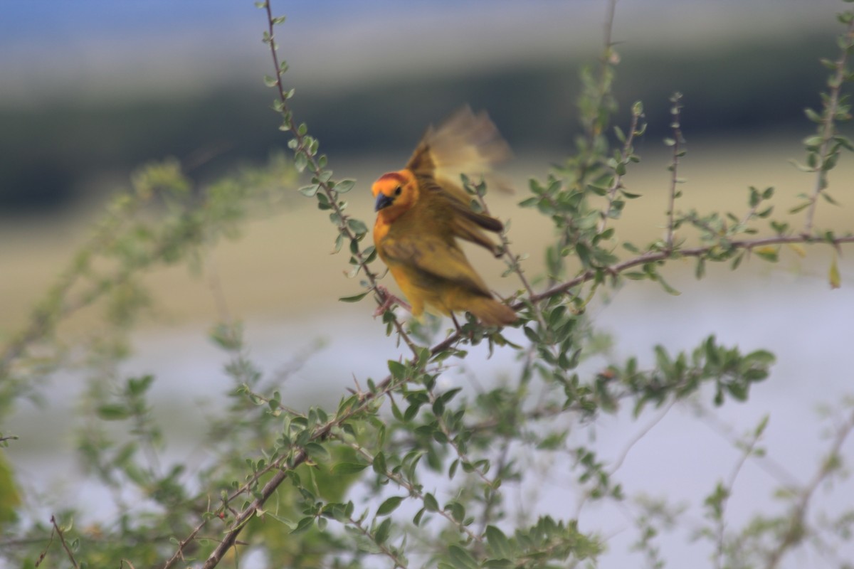 Taveta Golden-Weaver - ML641899013