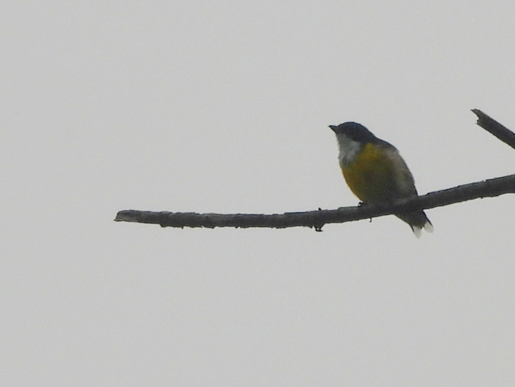 White-throated Flowerpecker - ML641899037