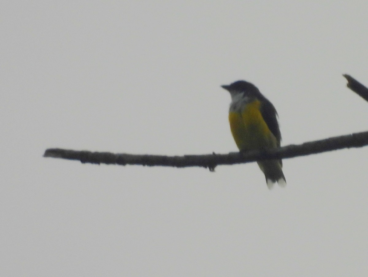 White-throated Flowerpecker - ML641899039