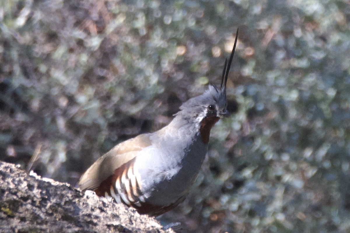 Dağ Kolini - ML641899067