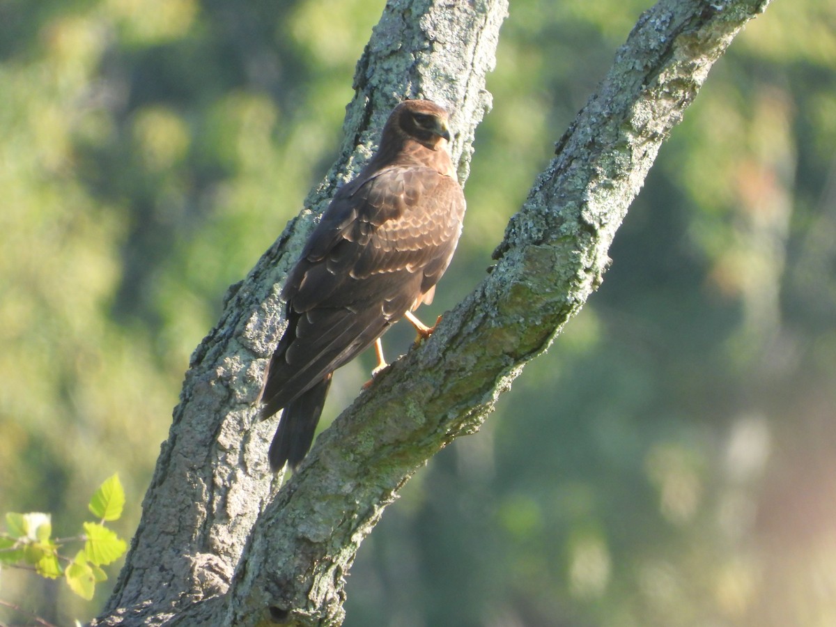 Northern Harrier - ML641899073