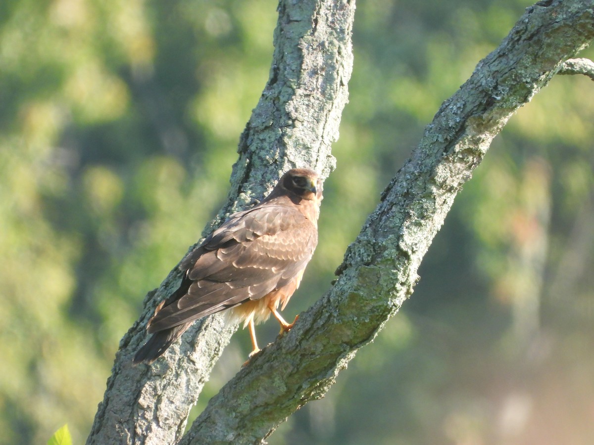 Northern Harrier - ML641899074
