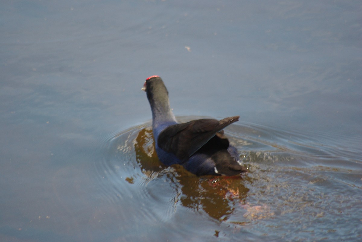 Australasian Swamphen - ML641899082