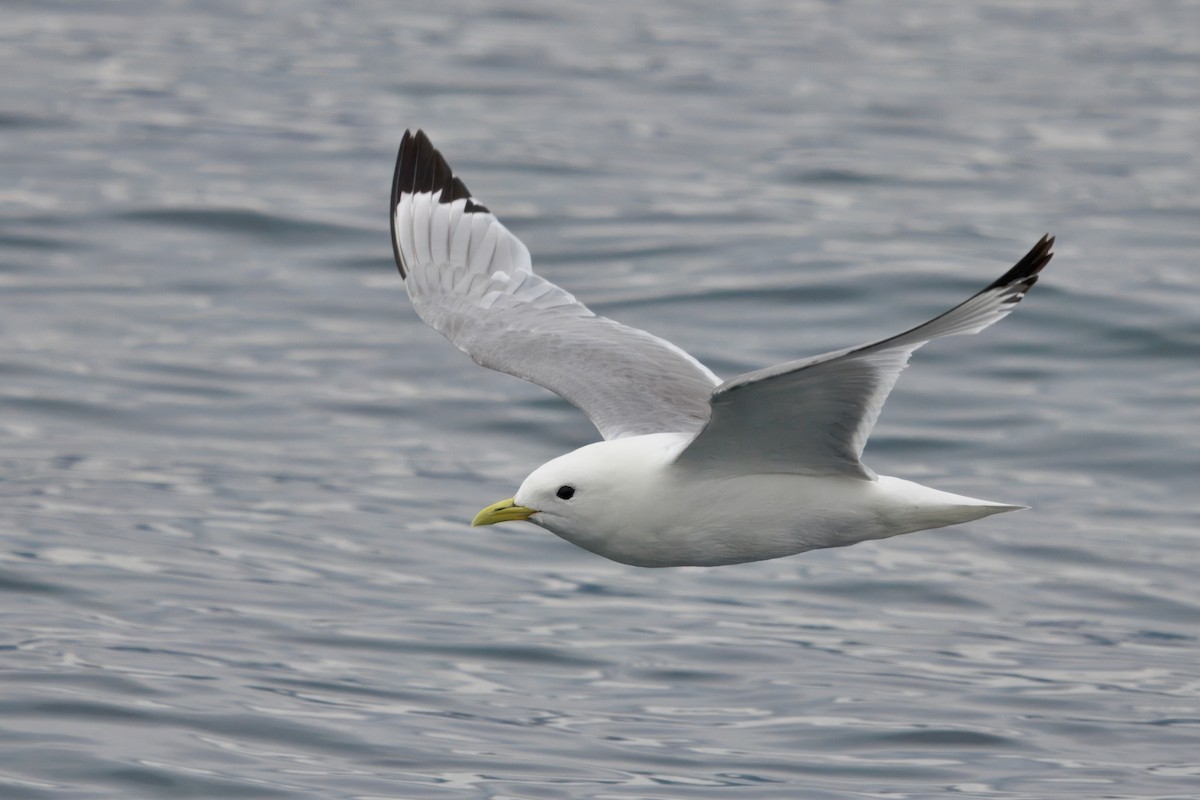 Black-legged Kittiwake (Atlantic) - ML641899084