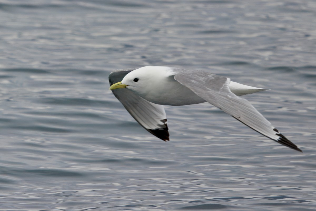 Black-legged Kittiwake (Atlantic) - ML641899085