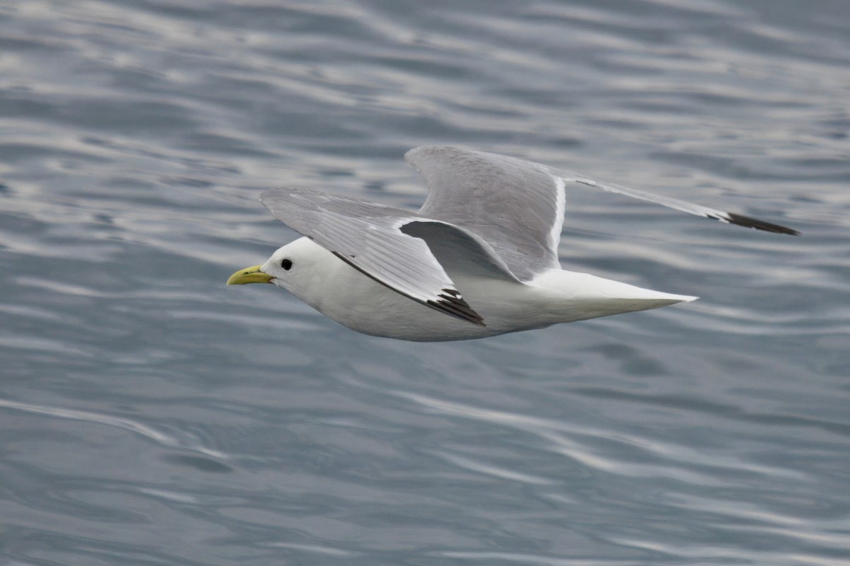 Black-legged Kittiwake (Atlantic) - ML641899088
