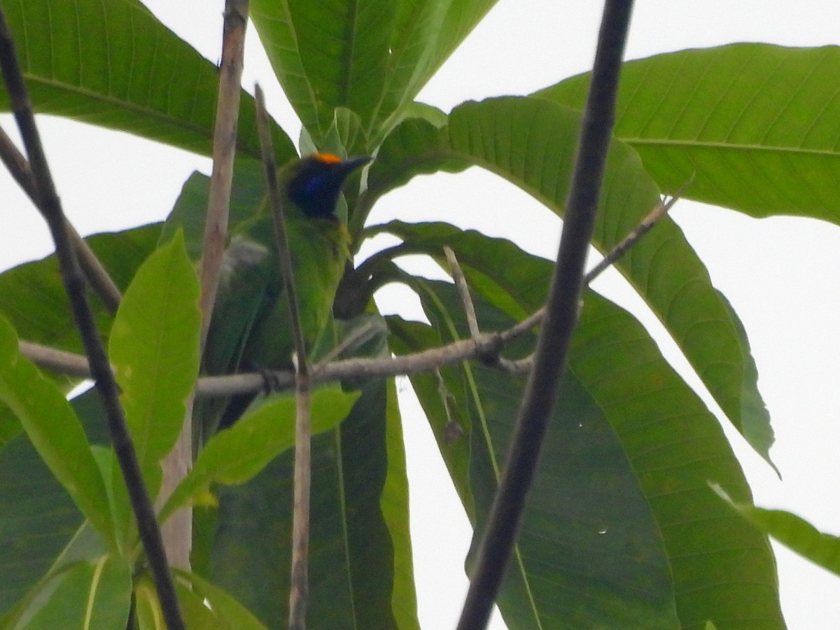 Golden-fronted Leafbird - ML641899099