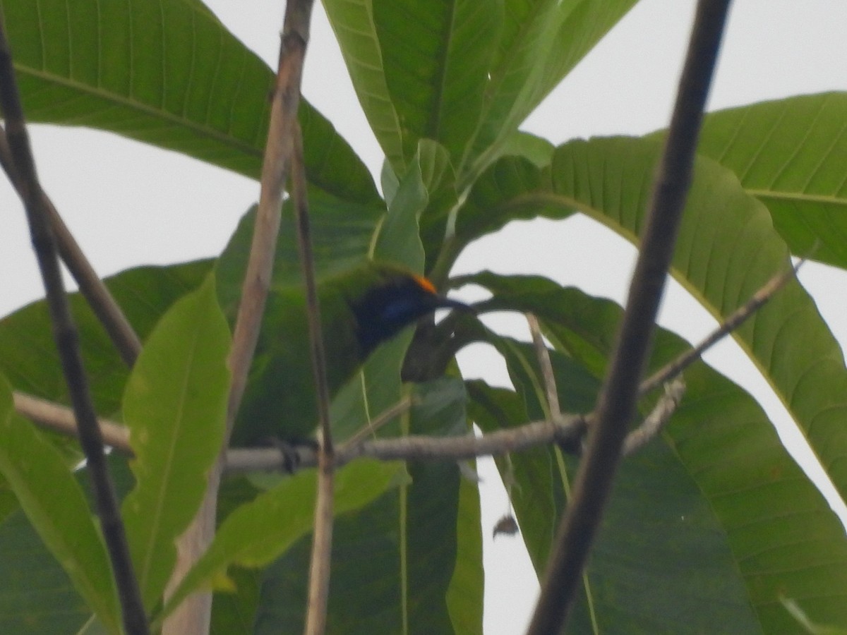 Golden-fronted Leafbird - ML641899100