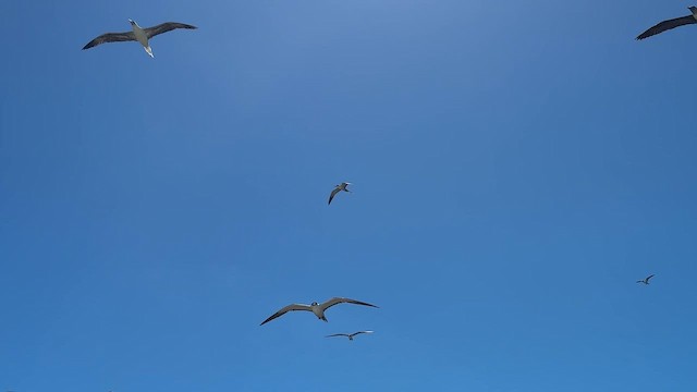 White Tern - ML641899108
