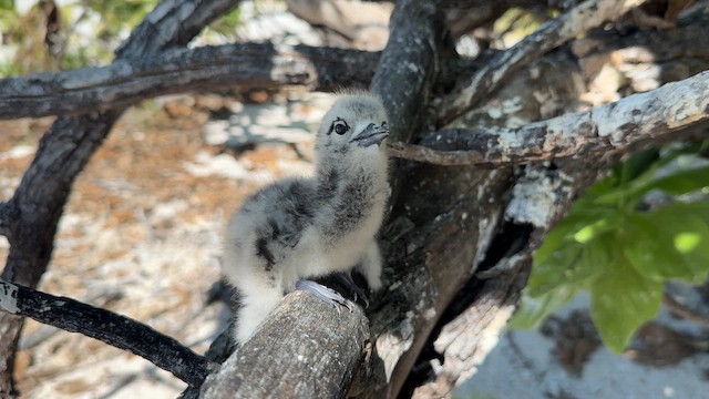 White Tern - ML641899109