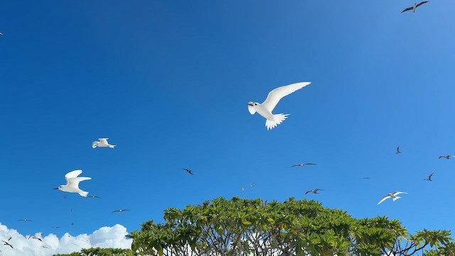 White Tern - ML641899110