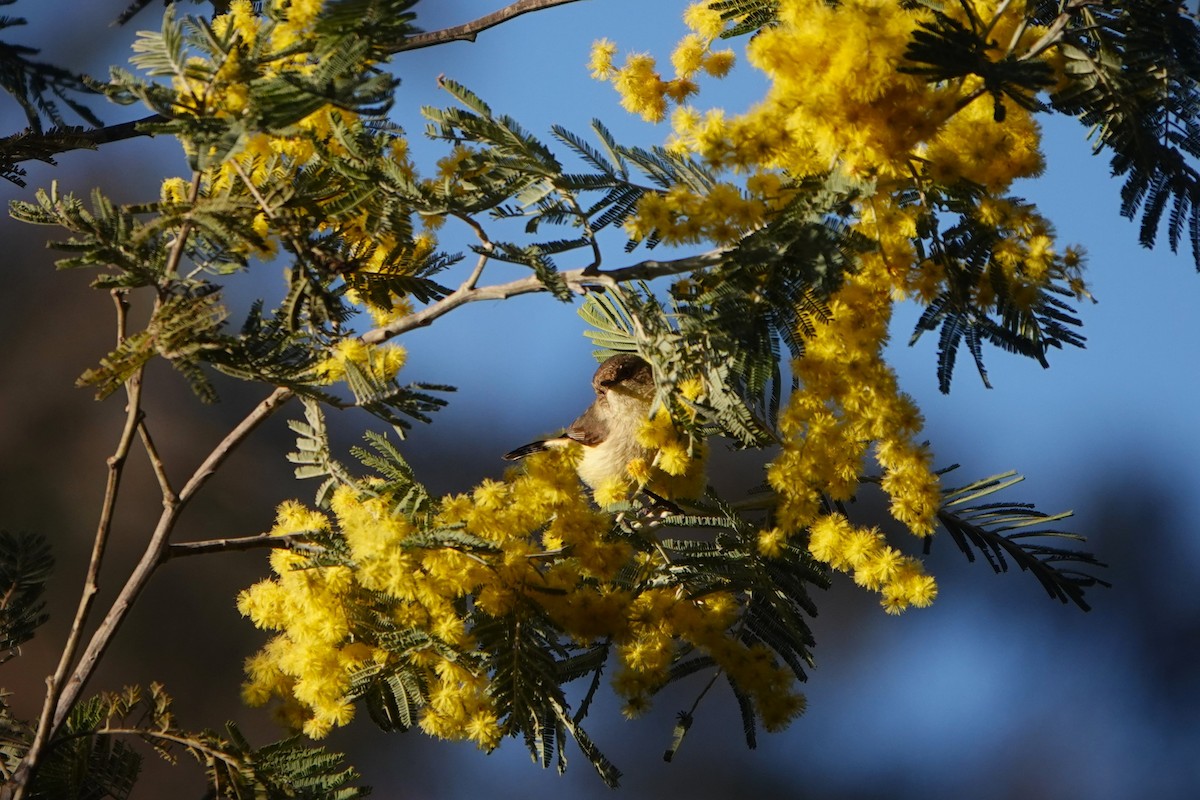 Buff-rumped Thornbill - ML641899111