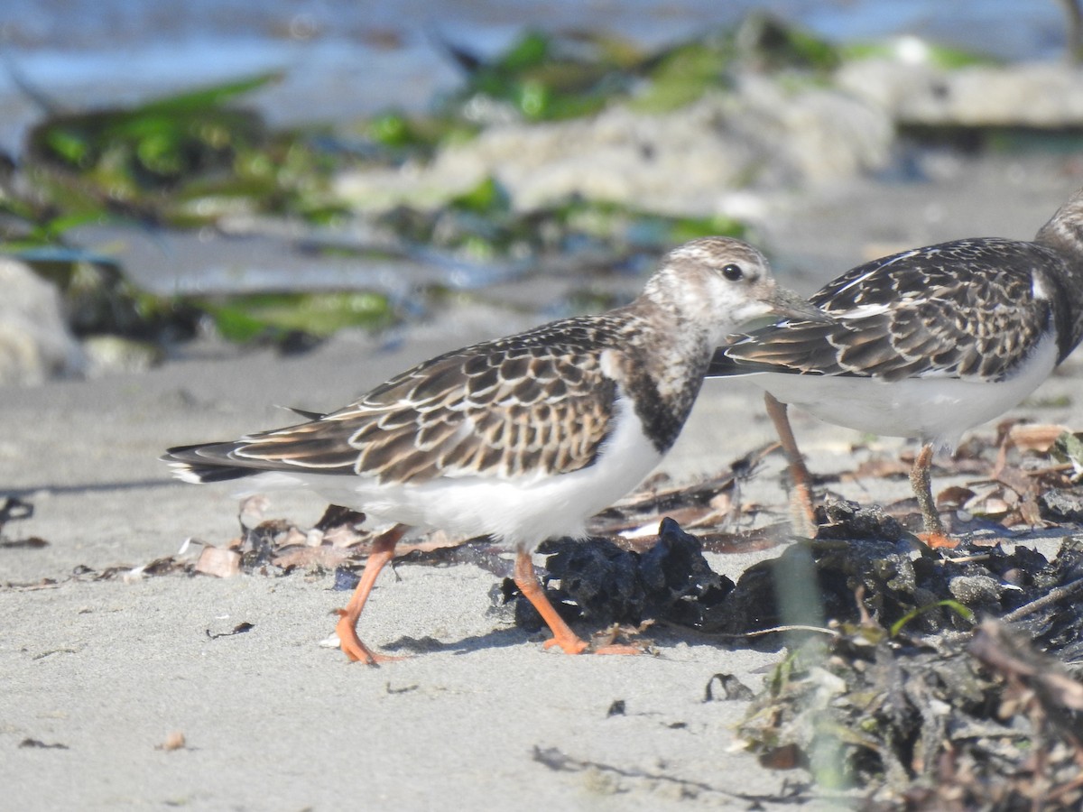 Ruddy Turnstone - ML641899116