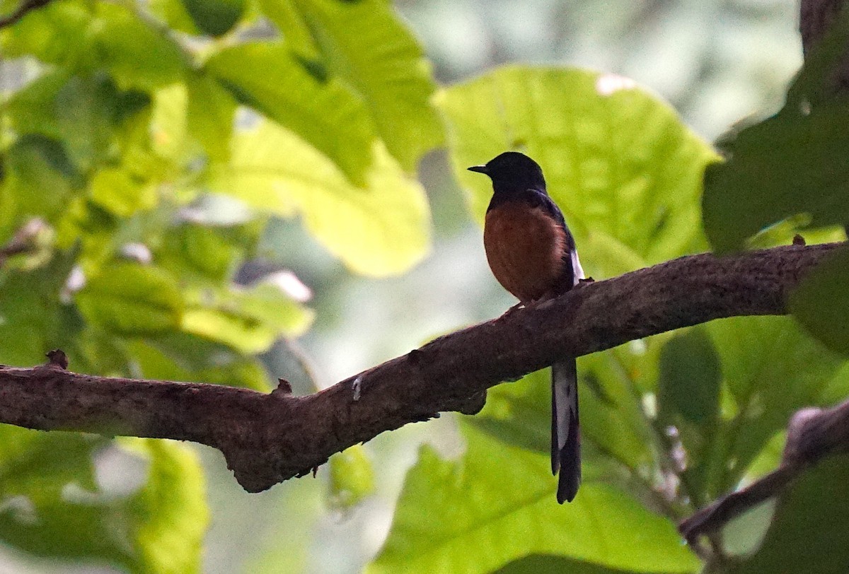 White-rumped Shama - ML641899118