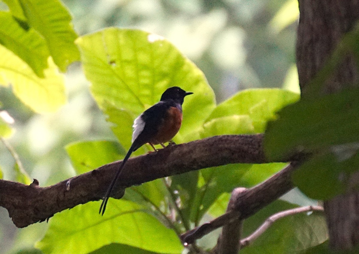 White-rumped Shama - ML641899144