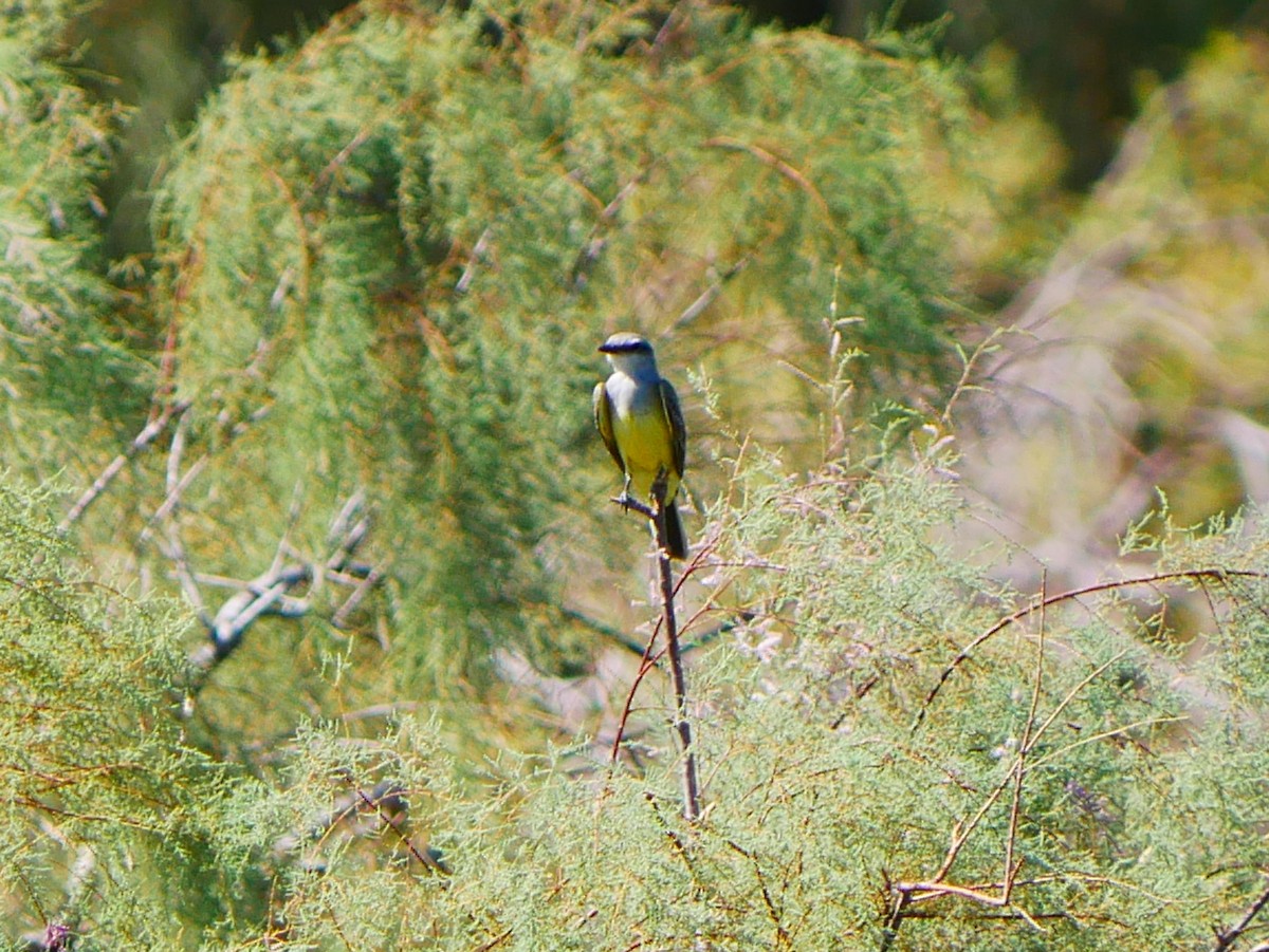 Western Kingbird - ML641899150