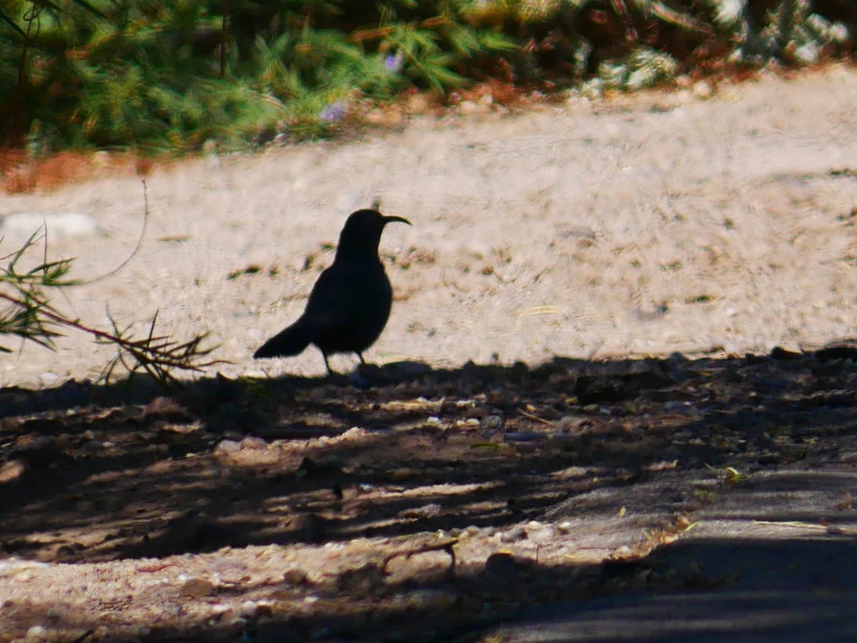 Crissal Thrasher - ML641899162