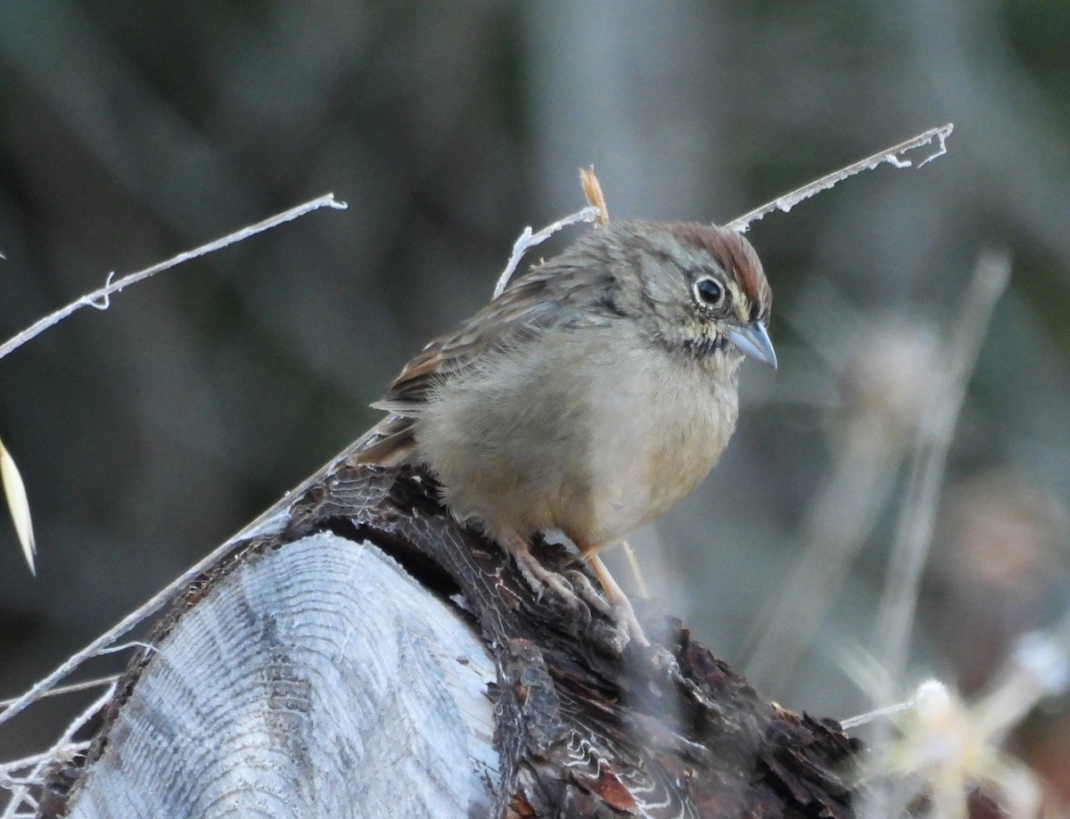 Rufous-crowned Sparrow - ML641899163