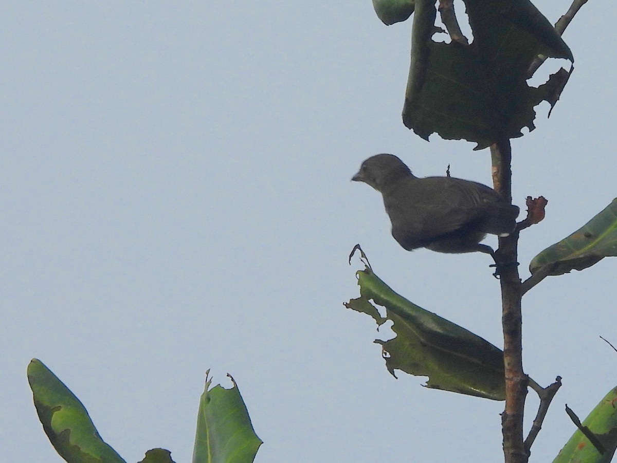 Sri Lanka Woodshrike - ML641899164