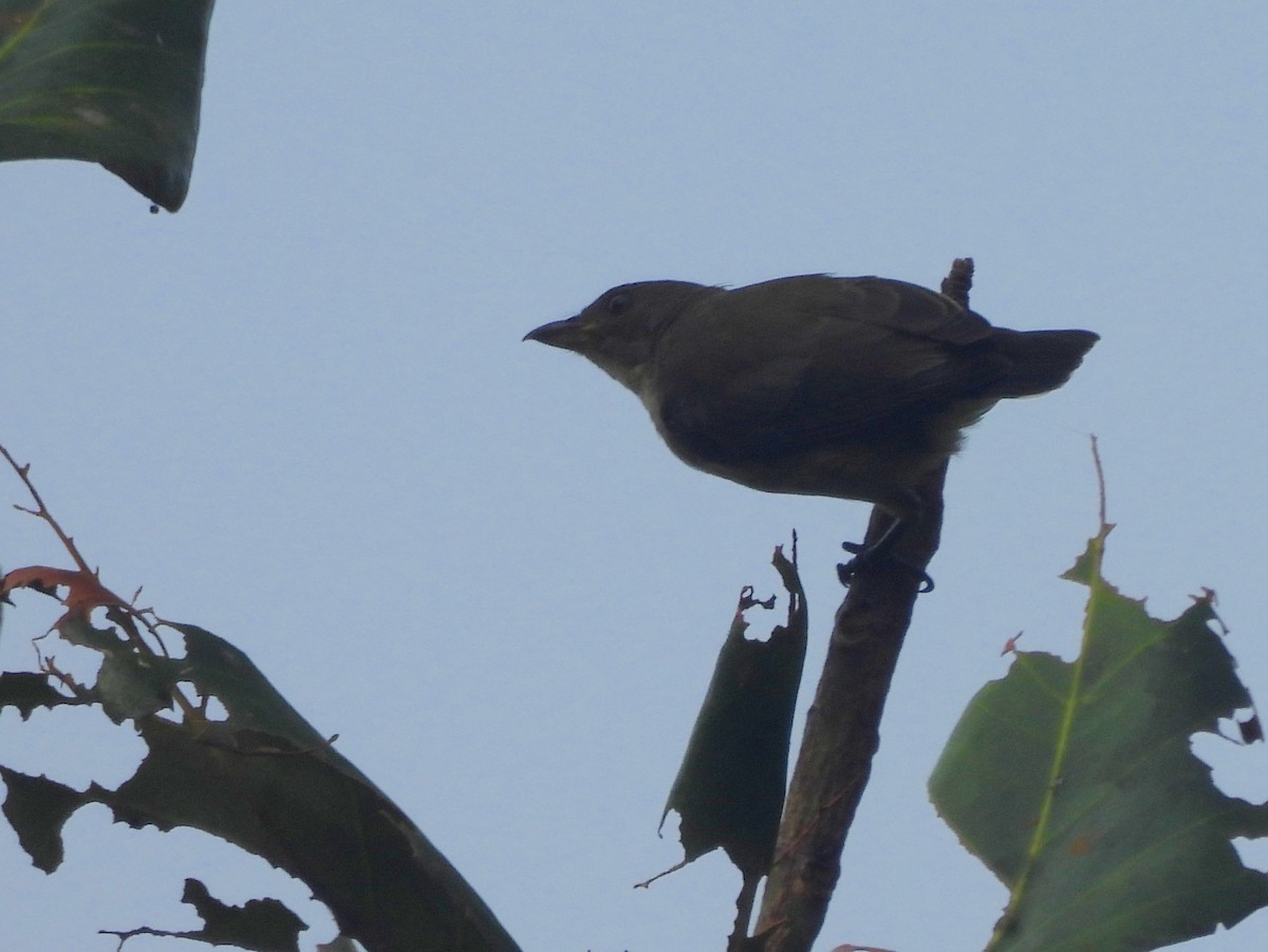 Sri Lanka Woodshrike - ML641899165