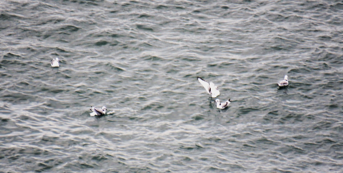 Black-legged Kittiwake - ML641899167