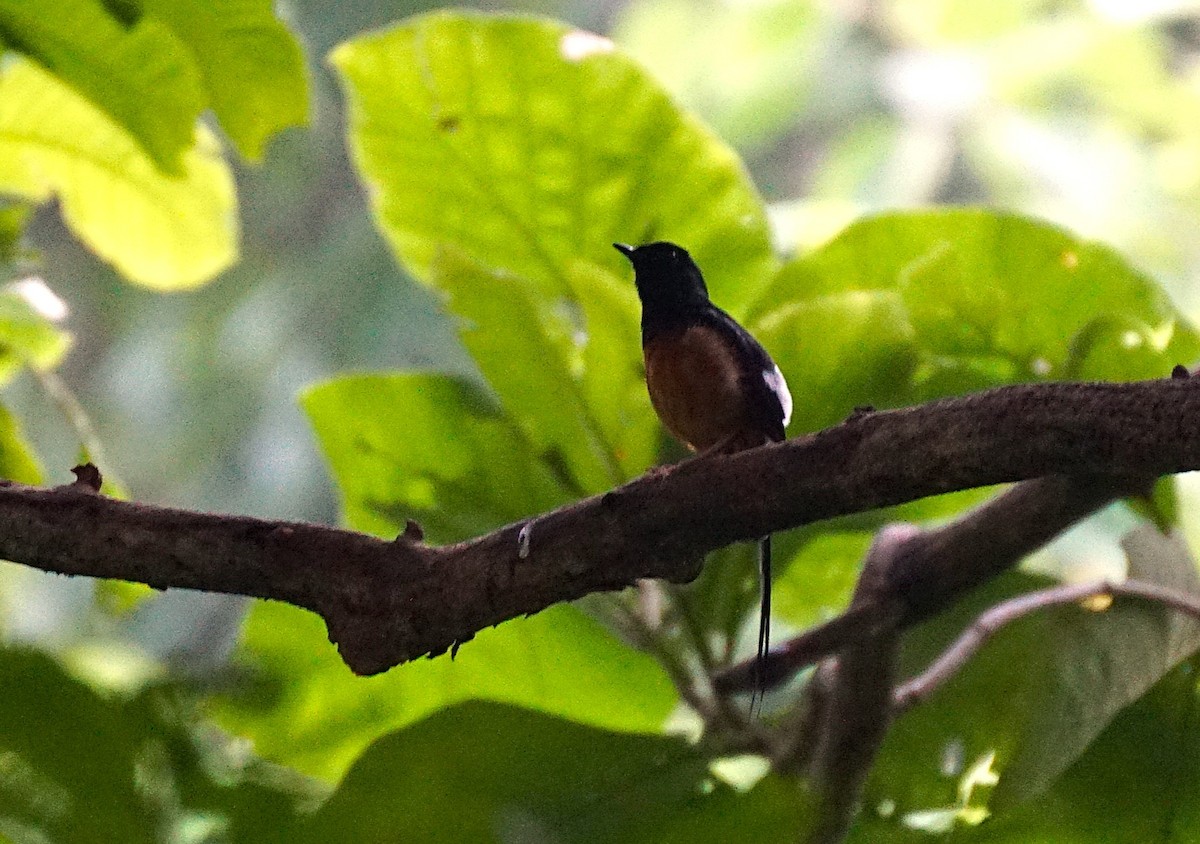 White-rumped Shama - ML641899172