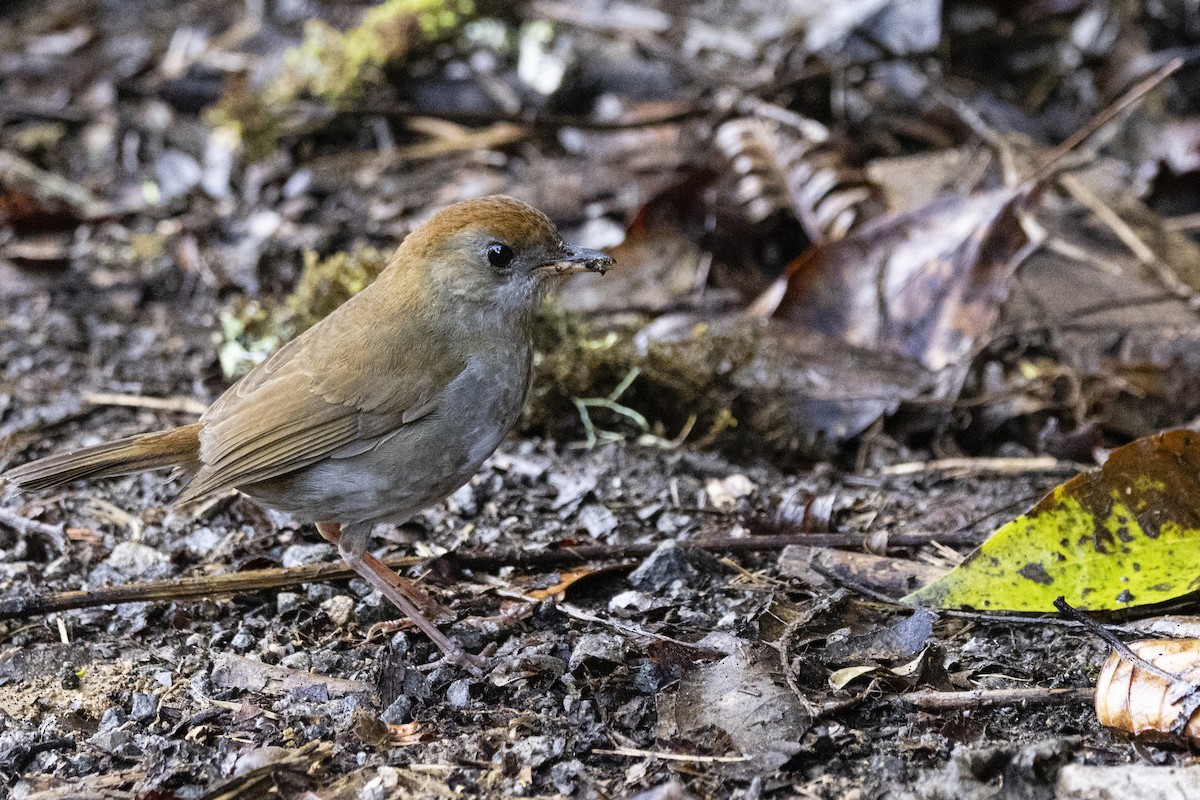 Bergmusendrossel - ML641899174