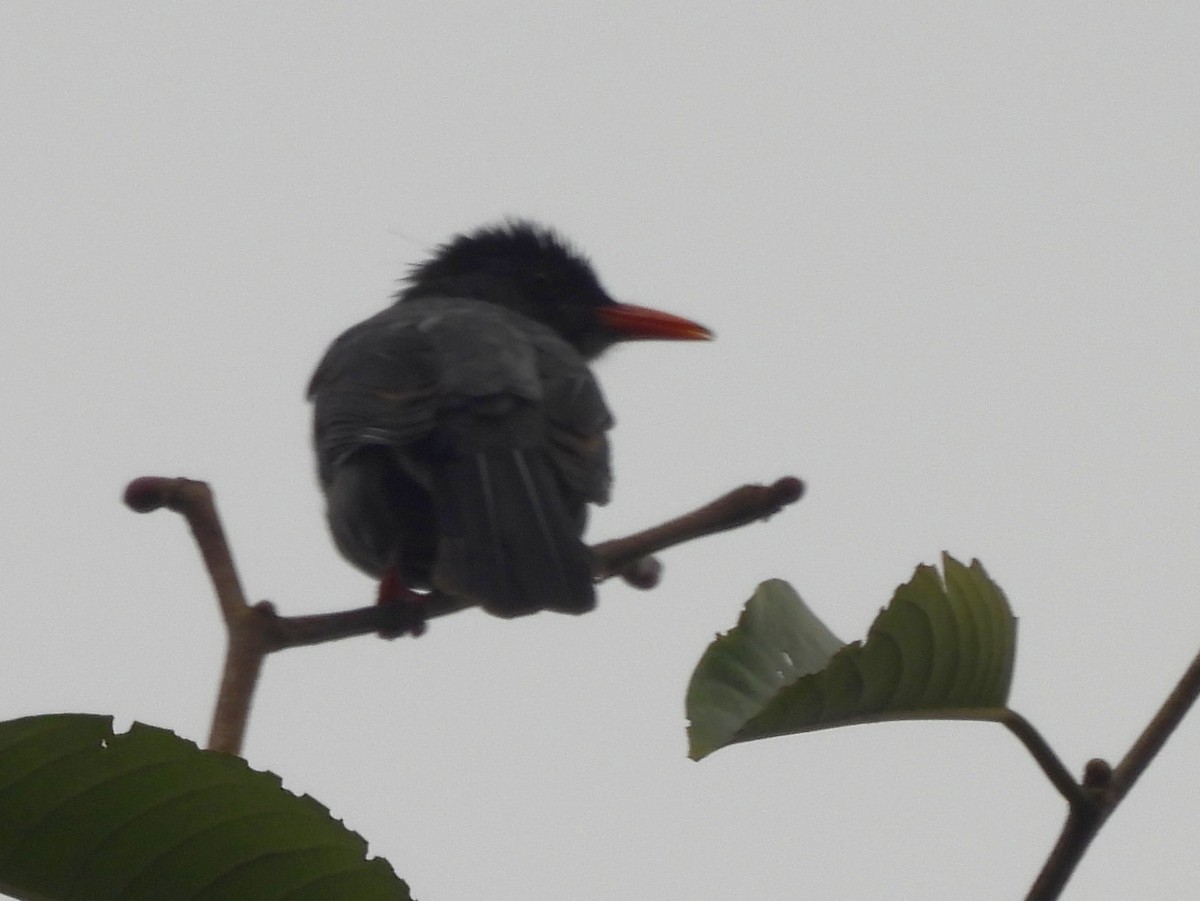 Square-tailed Bulbul - ML641899179