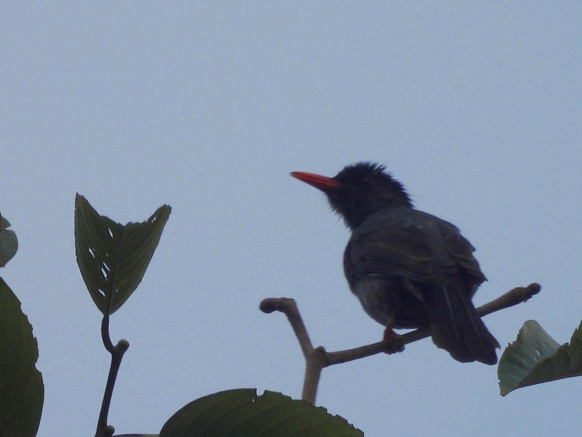 Square-tailed Bulbul - ML641899180