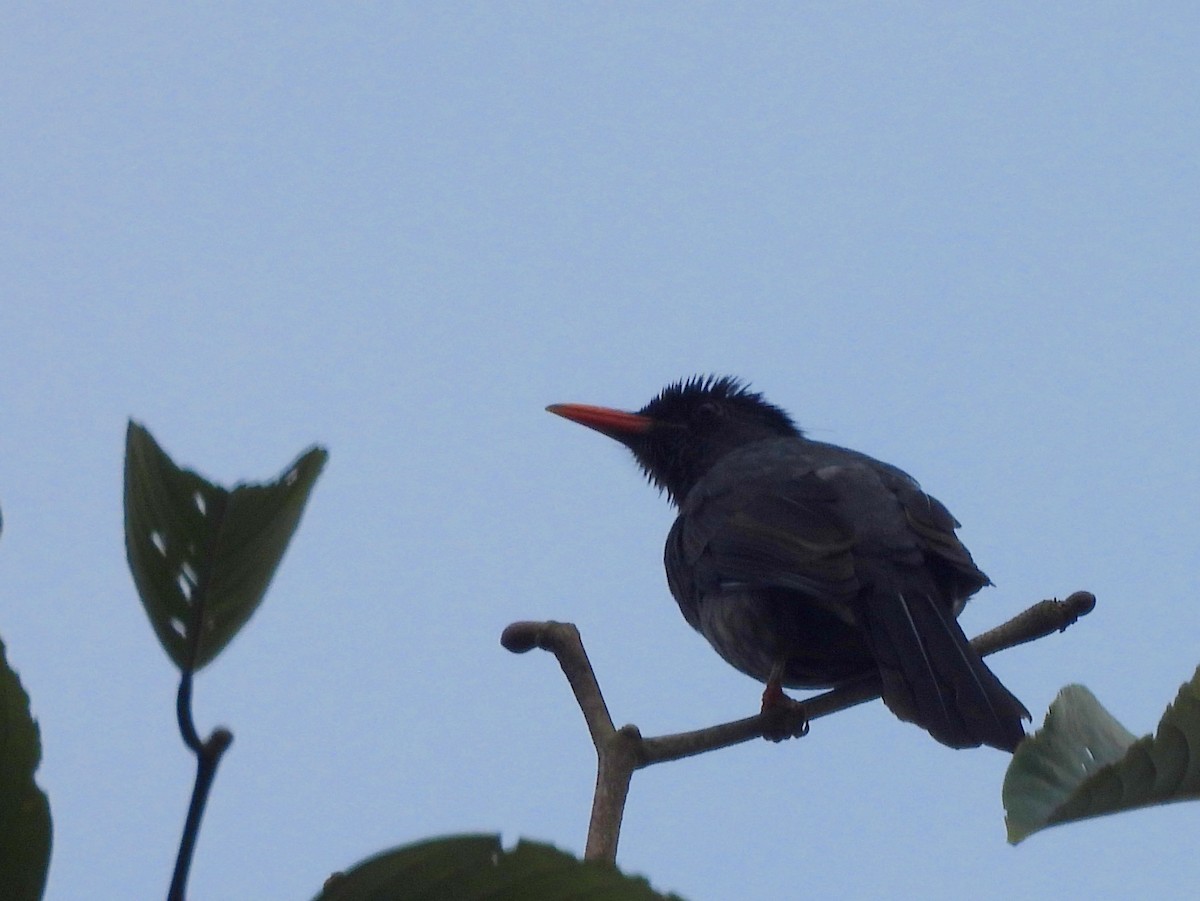 Square-tailed Bulbul - ML641899181