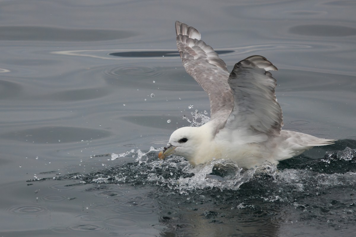Kutup Fırtınakuşu (glacialis/auduboni) - ML641899187