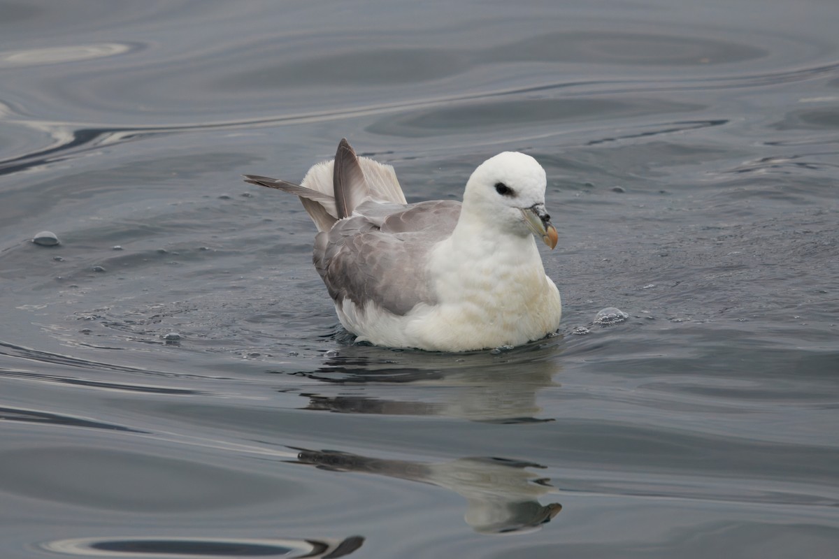 Kutup Fırtınakuşu (glacialis/auduboni) - ML641899189