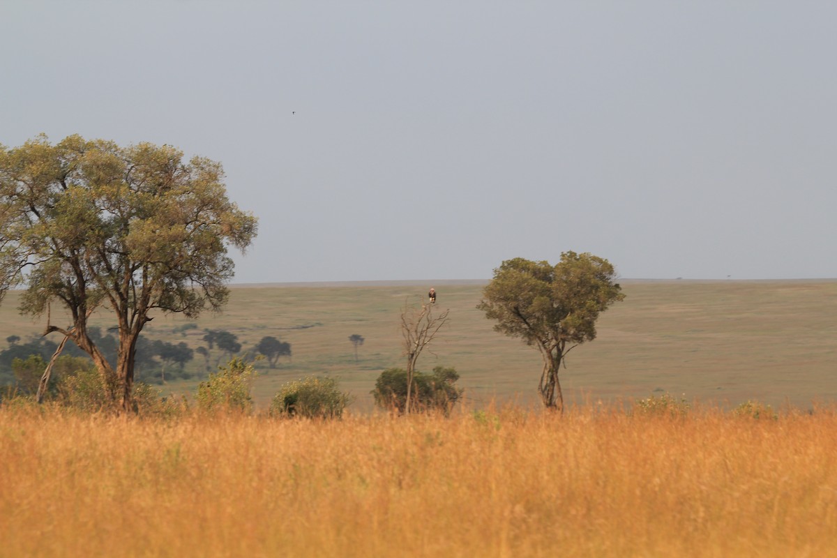 Lappet-faced Vulture - ML641899220