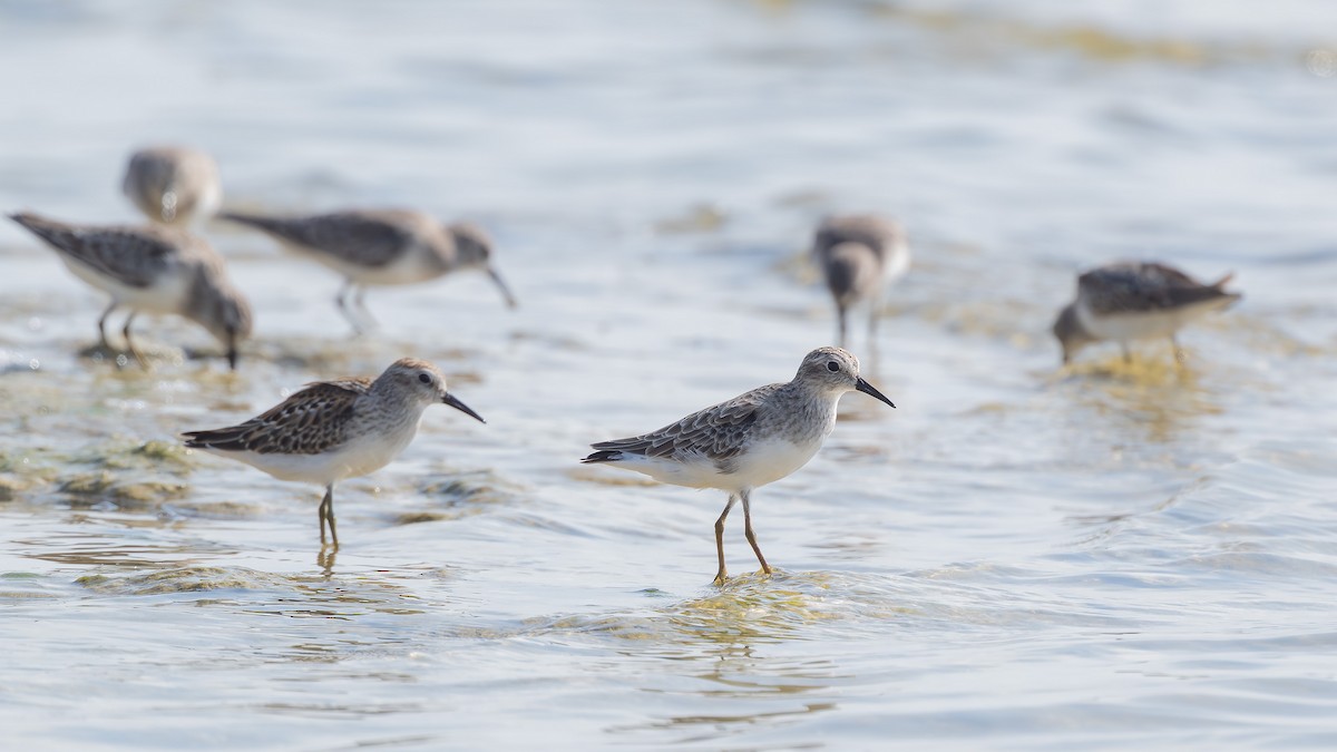 Least Sandpiper - ML641899226